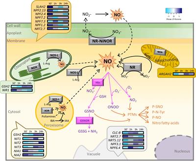 Nitric Oxide, an Essential Intermediate in the Plant–Herbivore Interaction